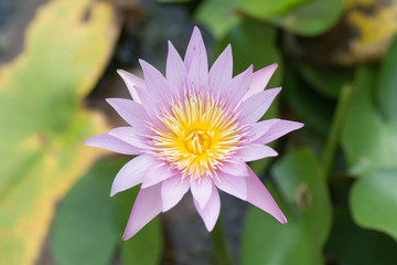 Beautiful pink  lotus blossom.