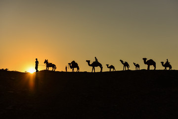 Fototapeta na wymiar deve kervanı silüet & develer ve gündoğumu