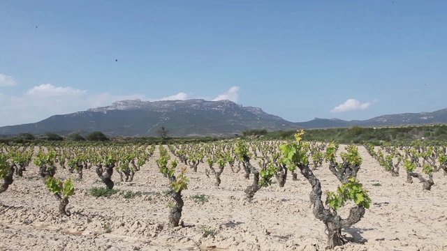 Old Tempranillo vines, Ribera del Duero, Spain