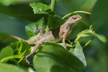 Indian gecko inside a bush looking out ,  Kolkata, India