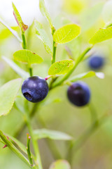 Natural growing healthy blueberries in the woods