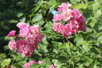 Pink roses