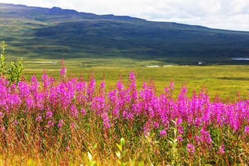 Fototapeta premium Flowers on Alaska