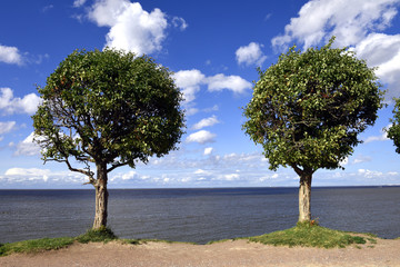 Fototapeta na wymiar Two trees on the shore