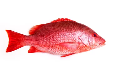 Fototapete Fish Northern Red Snapper Fisch Lutjanus Campechanusfish isoliert auf weißem Hintergrund.