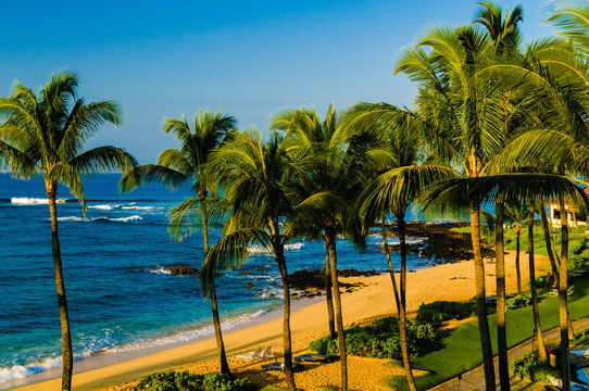 Palm trees on an exotic beach.