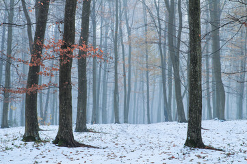 In the woods the first snow fell