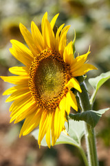 beautiful texture of male-female sunflower