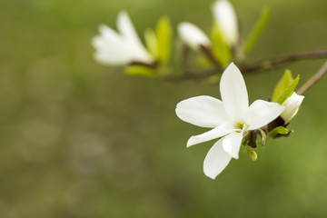 Magnolia.