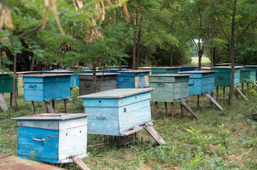 apiary in the woods