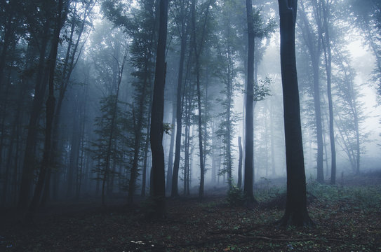 Fototapeta halloween forest background