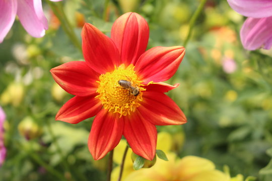 Red "Dahlia Single Fimbriated Seedling" flower with bee in Innsbruck, Austria. It is classified as "Single Flowered Dahlia" and native to Mexico.