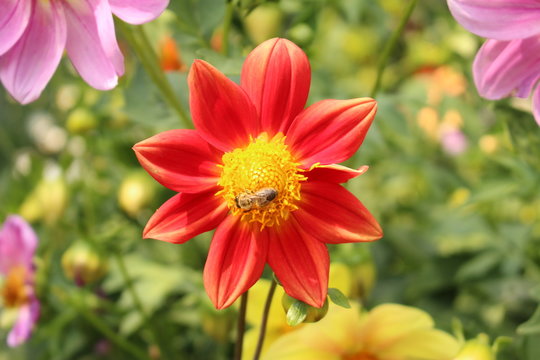 Red "Dahlia Single Fimbriated Seedling" flower with bee in Innsbruck, Austria. It is classified as "Single Flowered Dahlia" and native to Mexico.