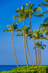 Palm trees on an exotic beach.