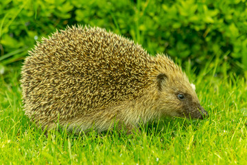 hérisson