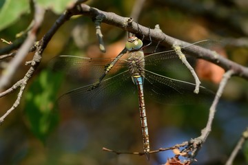 Libellula posata su un ramo(Anax parthenope, female
