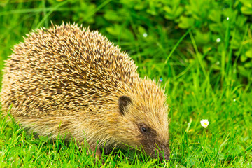 hérisson