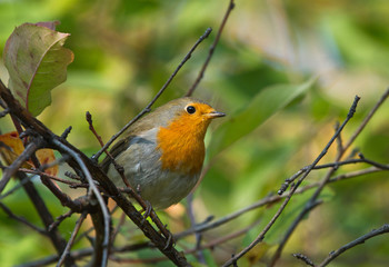 European Robin