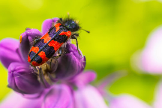 Trichodes alvearius