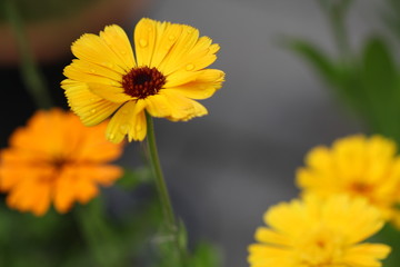 Obraz premium Yellow flower