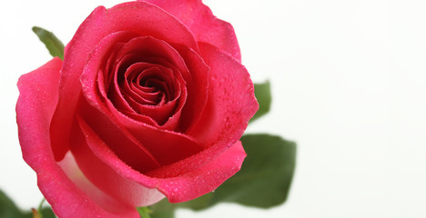 One wet pink rose on white background