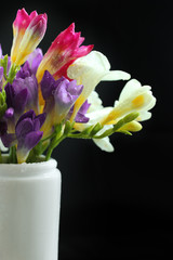 Colorful crocus in a vase. Spring flowers on a black background