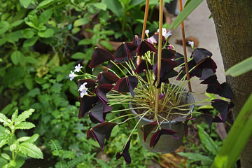 Purple shamrock flower in garden