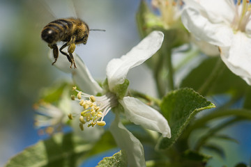 Pollination - obrazy, fototapety, plakaty