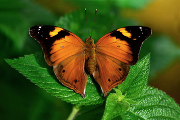 Buttrefly _ Stock Image