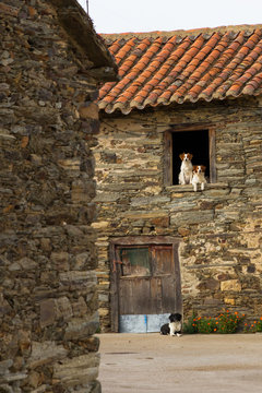 Pareja de Perros en Ventana y otro en la Puerta de Casa