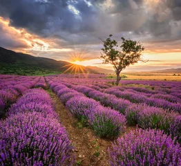 Deurstickers Lavendel Prachtig landschap met lavendelveld bij zonsopgang