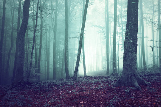 Fototapeta Dreamy green and blue colored foggy forest tree background. Fantasy colored woodland. Color filter effect used.