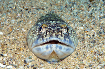 trachinus draco, pesce lucertola in attesa della preda