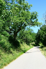 route de campagne,bordée de grands arbres en été