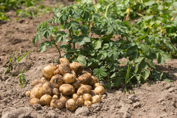 Fototapeta na wymiar fresh organic potatoes in the field 