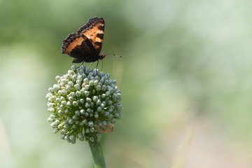 butterfly on a flower
