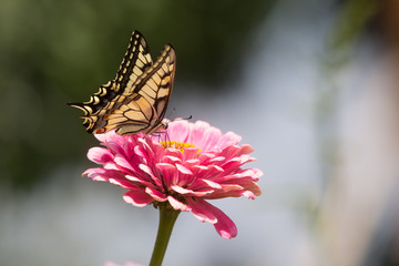 butterfly on a flower

