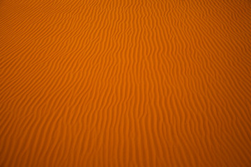 Camel footprints in the sand dunes of Liwa oasis, United Arab Emirates