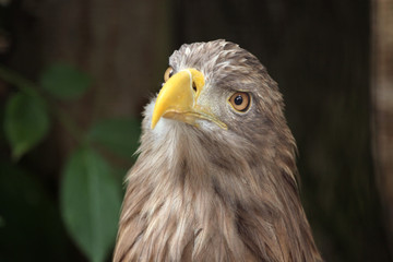 White-tailed eagle (Haliaeetus albicilla).