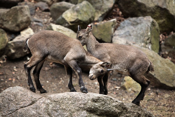 Alpine ibex (Capra ibex).