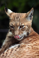 Fototapeta premium Carpathian lynx (Lynx lynx carpathica).