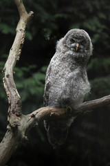 Great grey owl (Strix nebulosa).