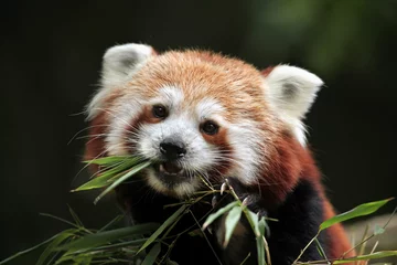 Crédence de cuisine en verre imprimé Panda Panda roux (Ailurus fulgens).
