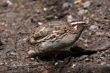 Japanese quail (Coturnix japonica).