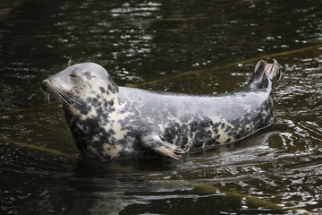 Grey seal (Halichoerus grypus).