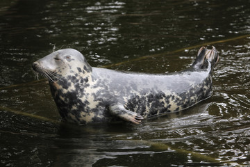 Grey seal (Halichoerus grypus). © Vladimir Wrangel