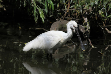 Eurasian spoonbill (Platalea leucorodia).