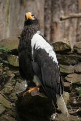 Steller's sea eagle (Haliaeetus pelagicus).