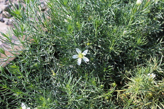 Wild Harmal (Peganum harmala) at summer time.
