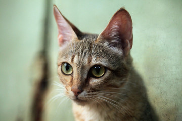 Arabian wildcat (Felis silvestris gordoni).